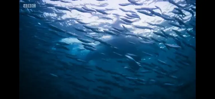 Atlantic herring (Clupea harengus) as shown in Blue Planet II - Our Blue Planet